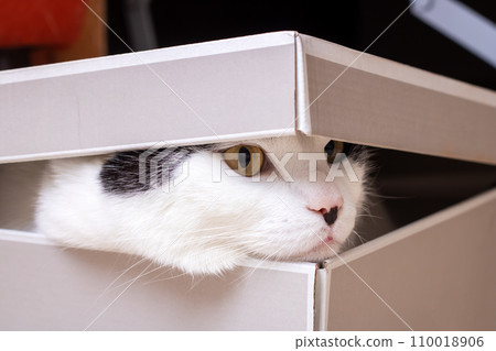 White fat cat sitting in a box 110018906