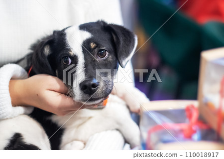 Brown puppy in the arms of a woman 110018917