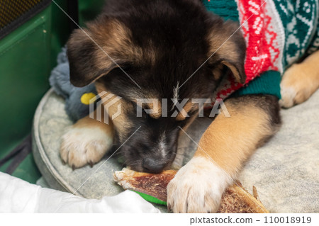 Little funny brown puppy at home closeup Little funny brown puppy at home closeup 110018919