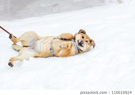 Young puppy with funny face is lying in snow Young puppy with funny face is lying in snow 110018924