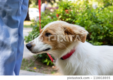 White fluffy dog on a background of flowers 110018935