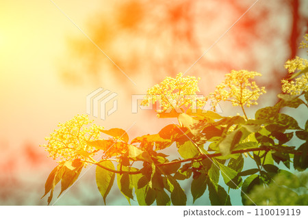 Branch of blossoming elder (Sambucus) flowers against sky. Vintage color. Nature background. Elderberry bush 110019119