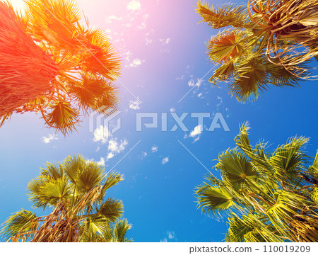 The tops of four palm trees against the blue sky. Tropical nature background. Palm tree bottom view 110019209