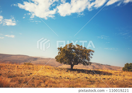 Mountain desert landscape. Alone tree in the field Mountain desert landscape. Alone tree in the field 110019221