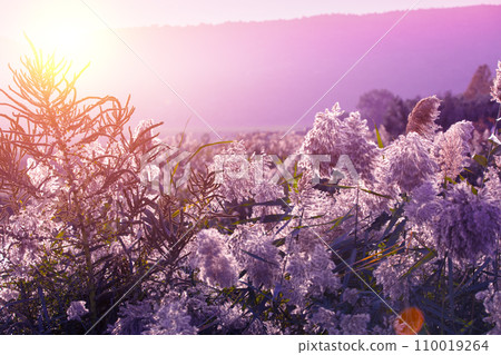 Mountain landscape in the evening. Wildflowers on a lakeshore against mountains. The Hula Valley in northern Israel at sunset 110019264