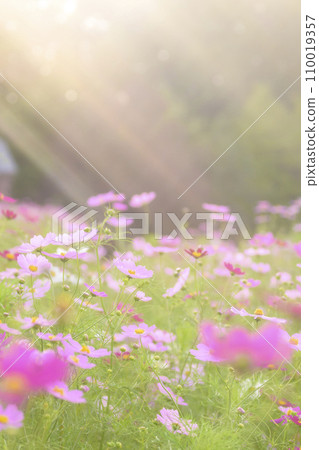 Cosmos in the sunset with light falling on it (soft tone due to special photography) 110019357