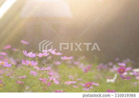 夕陽下的波斯菊，光線照射在其上（特殊攝影造成的柔和色調） 110019368