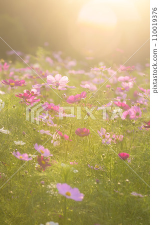 Cosmos in the sunset with light falling on it (soft tone due to special photography) 110019376