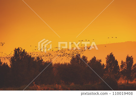 Birds (Common crane) against the background of the mountains in the evening. The Hula Valley in northern Israel at sunset. Artistic gradient color 110019408