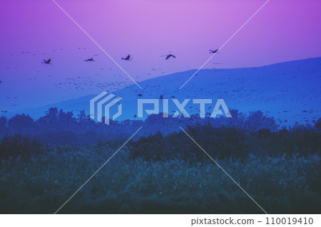 Birds (Common crane) against the background of the mountains in the evening. The Hula Valley in northern Israel at sunset. Artistic gradient color 110019410