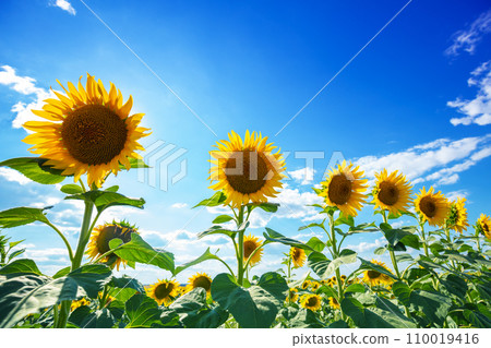 Summer landscape with sunflowers. Beautiful sunflower field. Countryside, rural landscape. Nature background. Summer landscape with sunflowers. Beautiful sunflower field. Countryside, rural landscape. Nature background. 110019416