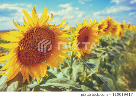 Summer landscape with sunflowers. Beautiful sunflower field. Countryside, rural landscape. Nature background. Summer landscape with sunflowers. Beautiful sunflower field. Countryside, rural landscape. Nature background. 110019417