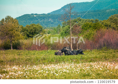 Herd of wild buffaloes resting on the meadow Herd of wild buffaloes resting on the meadow 110019579