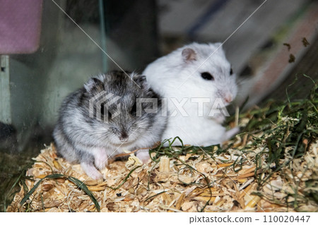 Two hamsters sitting in a cage closeup 110020447