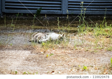 White cat sleeping on the grass in summer 110020478
