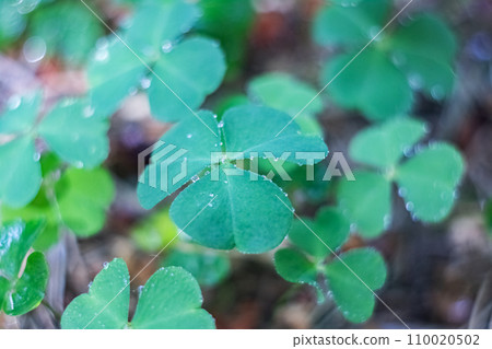 Green leaves of clover in the forest closeup 110020502