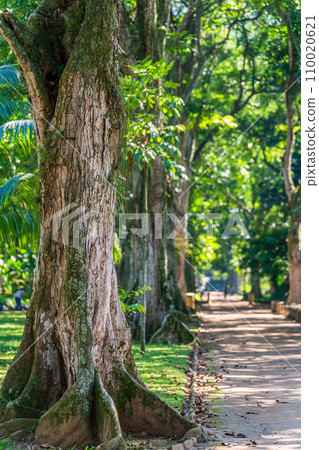 Majestic Trees Lining a Secluded Forest Pathway in Sunlight Majestic Trees Lining a Secluded Forest Pathway in Sunlight 110020621