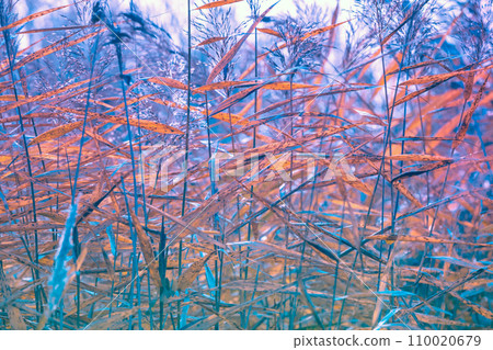 Nature background. Sedge on the lake. Early misty morning, sunrise over the lake. Rural landscape in autumn. Serenity lake 110020679