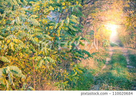 Tunnel from trees. Light at the end of the tunnel. Autumn nature Tunnel from trees. Light at the end of the tunnel. Autumn nature 110020684