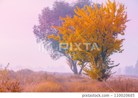 Early misty morning in the countryside. Rural landscape in autumn. Serenity landscape Early misty morning in the countryside. Rural landscape in autumn. Serenity landscape 110020685