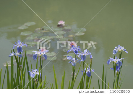 鳶尾花 鳶尾花 110020900
