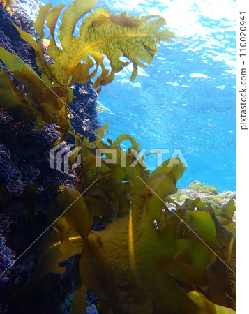 海草 海草 110020941