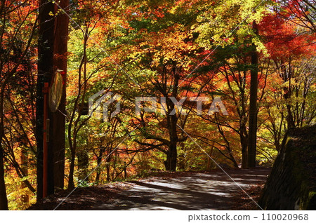 湯森公園的紅葉（岐阜縣中津川市） 110020968