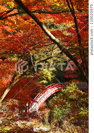 Autumn leaves at Yumori Park (Nakatsugawa City, Gifu Prefecture) 110020970