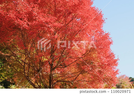 Autumn leaves at Yumori Park (Nakatsugawa City, Gifu Prefecture) 110020971