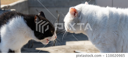 Two cats glaring at each other Two cats glaring at each other 110020985