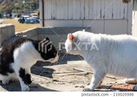 Two cats glaring at each other Two cats glaring at each other 110020986