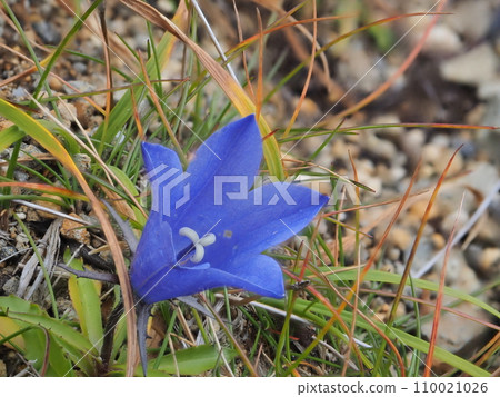 Blue-purple Iwagikyo blooming on Mt. Ontake in early autumn Blue-purple Iwagikyo blooming on Mt. Ontake in early autumn 110021026