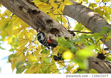 Creature: Wild bird: Red-headed woodpecker, male with conspicuous red on the back of its head. A standing Mukunoki is full of holes. Creature: Wild bird: Red-headed woodpecker, male with conspicuous red on the back of its head. A standing Mukunoki is full of holes. 110021077