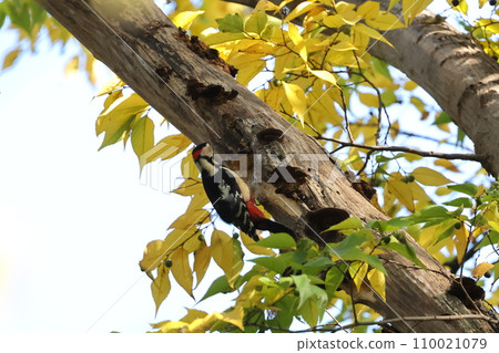 Creature: Wild bird: Red-headed woodpecker, male. My neck is growing quite a bit 110021079