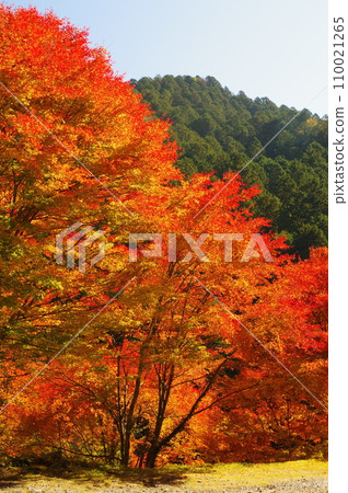 湯森公園的紅葉（岐阜縣中津川市） 110021265