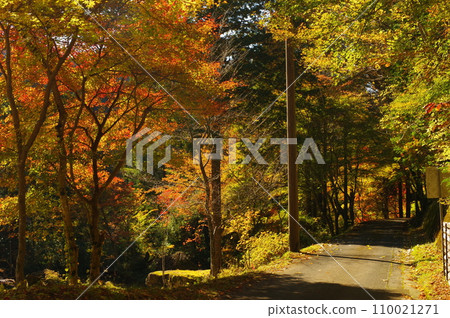 湯森公園的紅葉（岐阜縣中津川市） 110021271