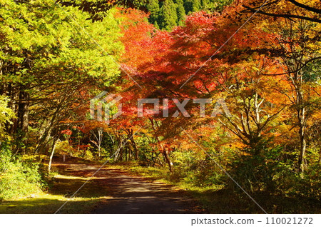 湯森公園的紅葉（岐阜縣中津川市） 110021272