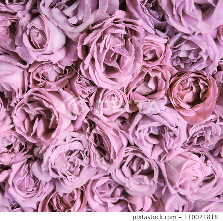 Natural background of rose petals 110021818
