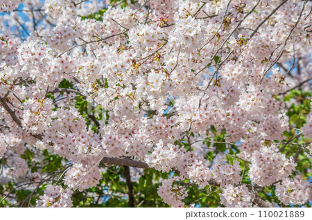 《櫻花盛開》春天風景/春天盛開 《櫻花盛開》春天風景/春天盛開 110021889