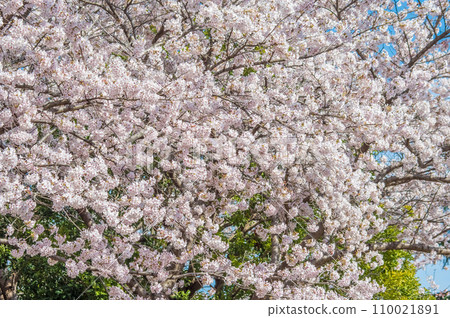 《櫻花盛開》春天風景/春天盛開 110021891