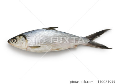 Mackerel, Bangus, Milkfish 110021955