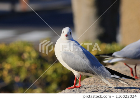 I met a black-headed gull I met a black-headed gull 110022024