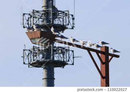 Black-headed gull perching on an artificial object 110022027