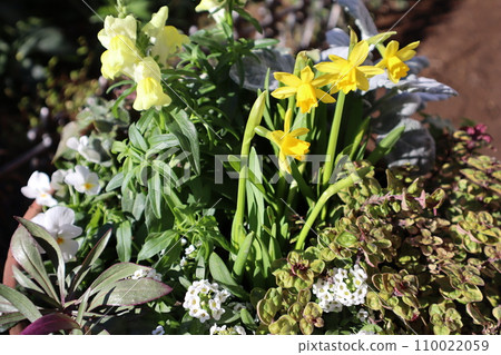 Planting daffodils and goldfish grass 110022059
