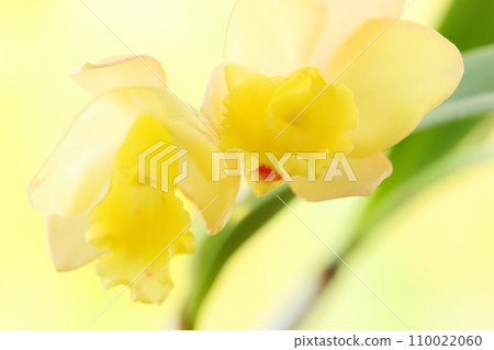 Mini Cattleya Yellow Flower Fairyland Close-up 110022060