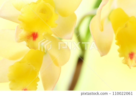 迷你卡特蘭黃花仙境特寫 110022061