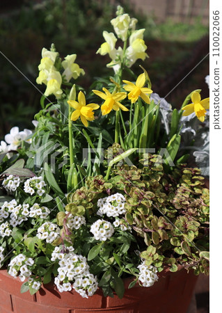 Planting daffodils and goldfish grass 110022066