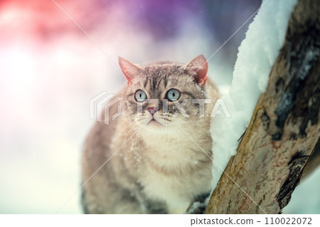 The cat sits on a tree in the winter orchard. Portrait of a siamese cat outdoors in winter 110022072