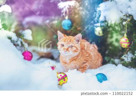 Portrait of a little red kitten outdoors in winter near the Christmas tree. Christmas concept. Cat sitting in the snow outdoors; Portrait of a little red kitten outdoors in winter near the Christmas tree. Christmas concept. Cat sitting in the snow outdoors; 110022152