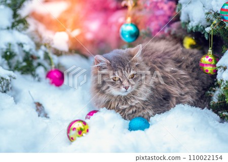 Portrait of a Siberian gray cat outdoors in winter near the Christmas tree. Christmas concept. Cat sitting in the snow outdoors 110022154